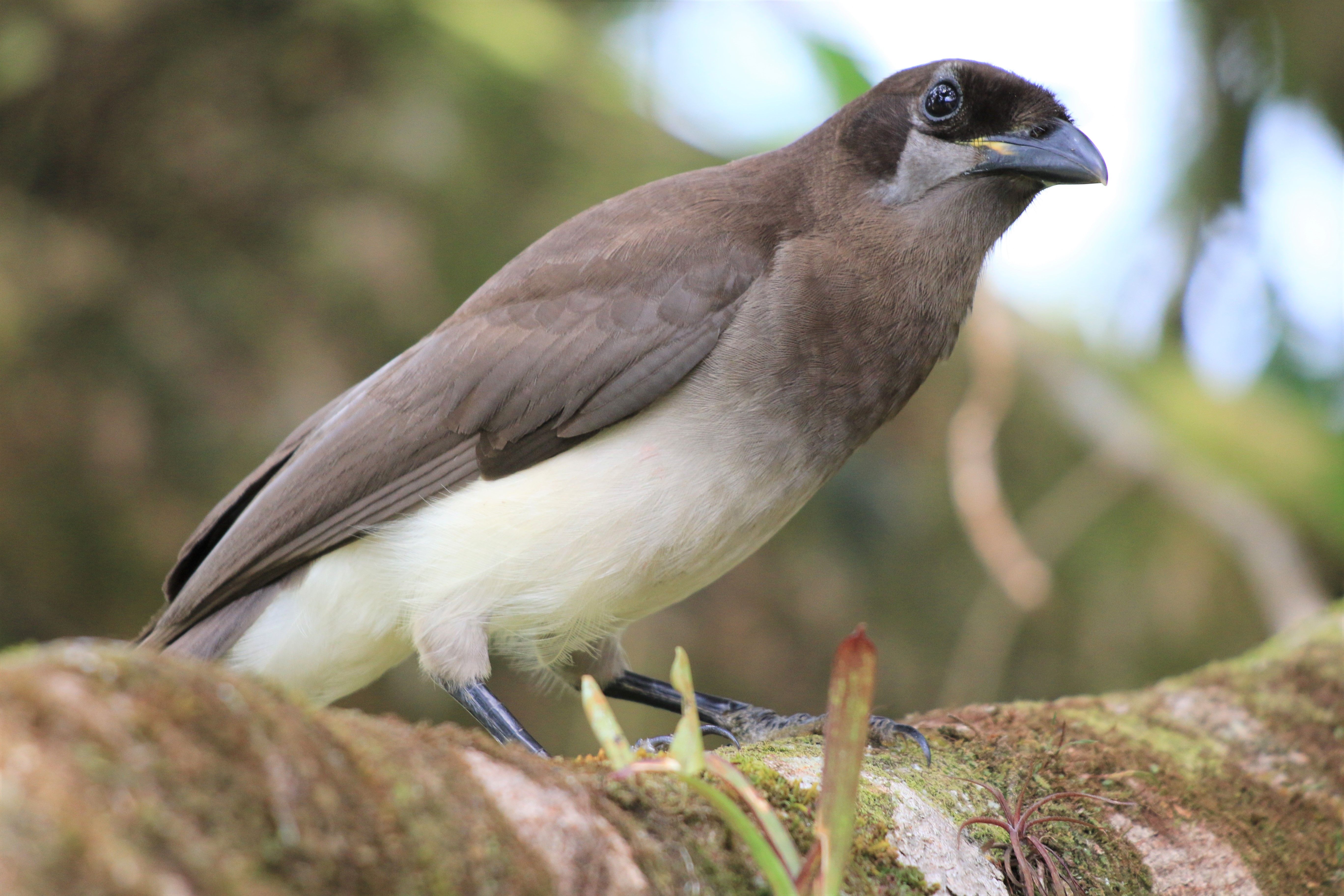 Costa Rica